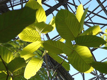 サラソウジュ（沙羅双樹、学名：Shorea robusta）” width=